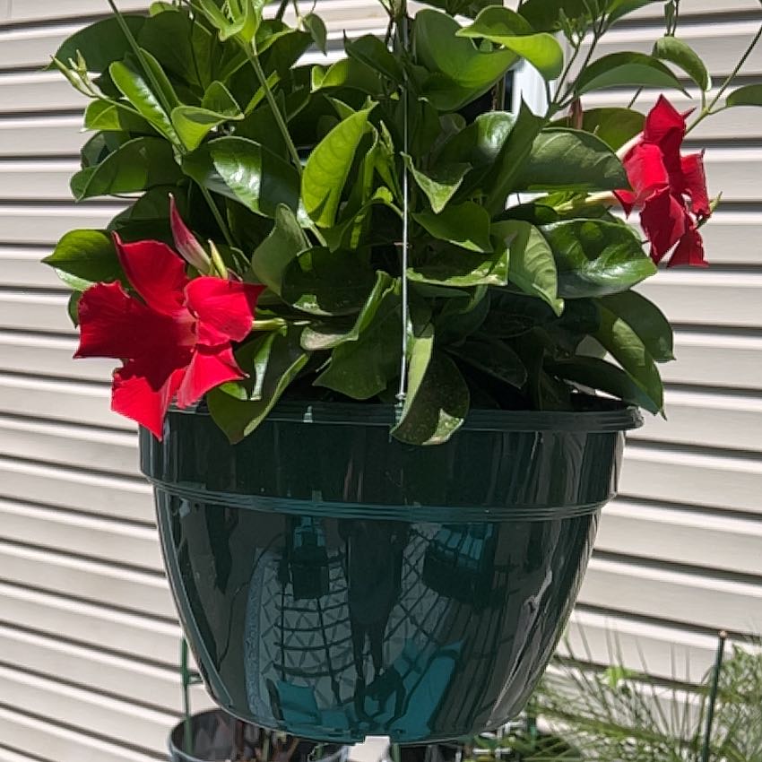 Photo of the plant species Dipladenia by @UpliftingJade named Sproutacus on Greg, the plant care app