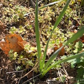 Photo of the plant species Prairie Lily by @AlluringBacchus named Shakira on Greg, the plant care app
