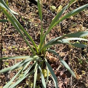 Photo of the plant species Sea Daffodil by @AlluringBacchus named Spike Leaves on Greg, the plant care app