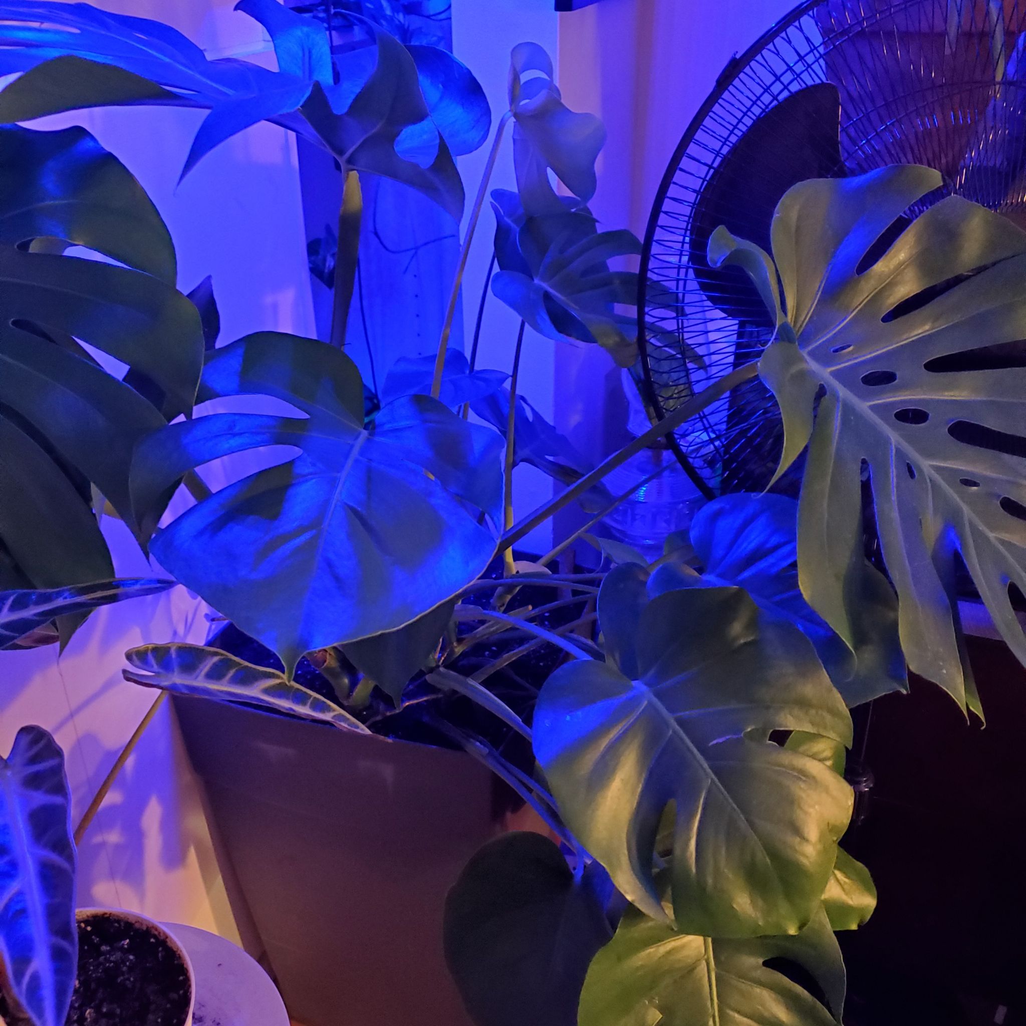Monsteria Deliciosa