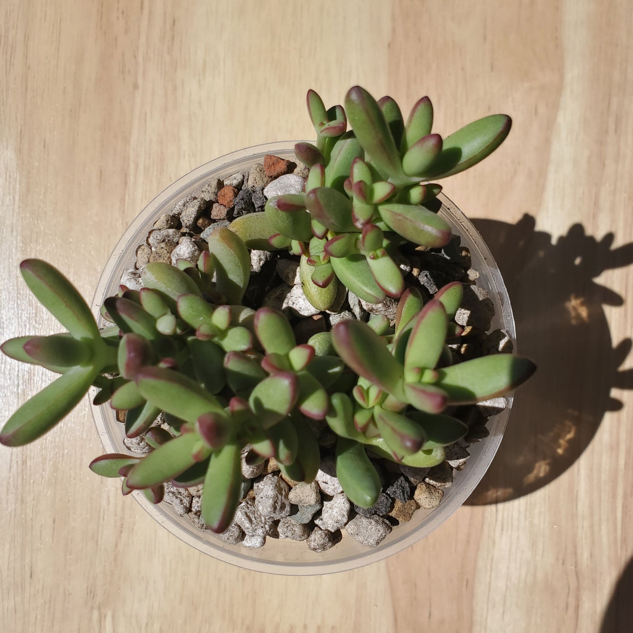 Photo of the plant species Herrei Crassula by @tacklejackal named Jude on Greg, the plant care app