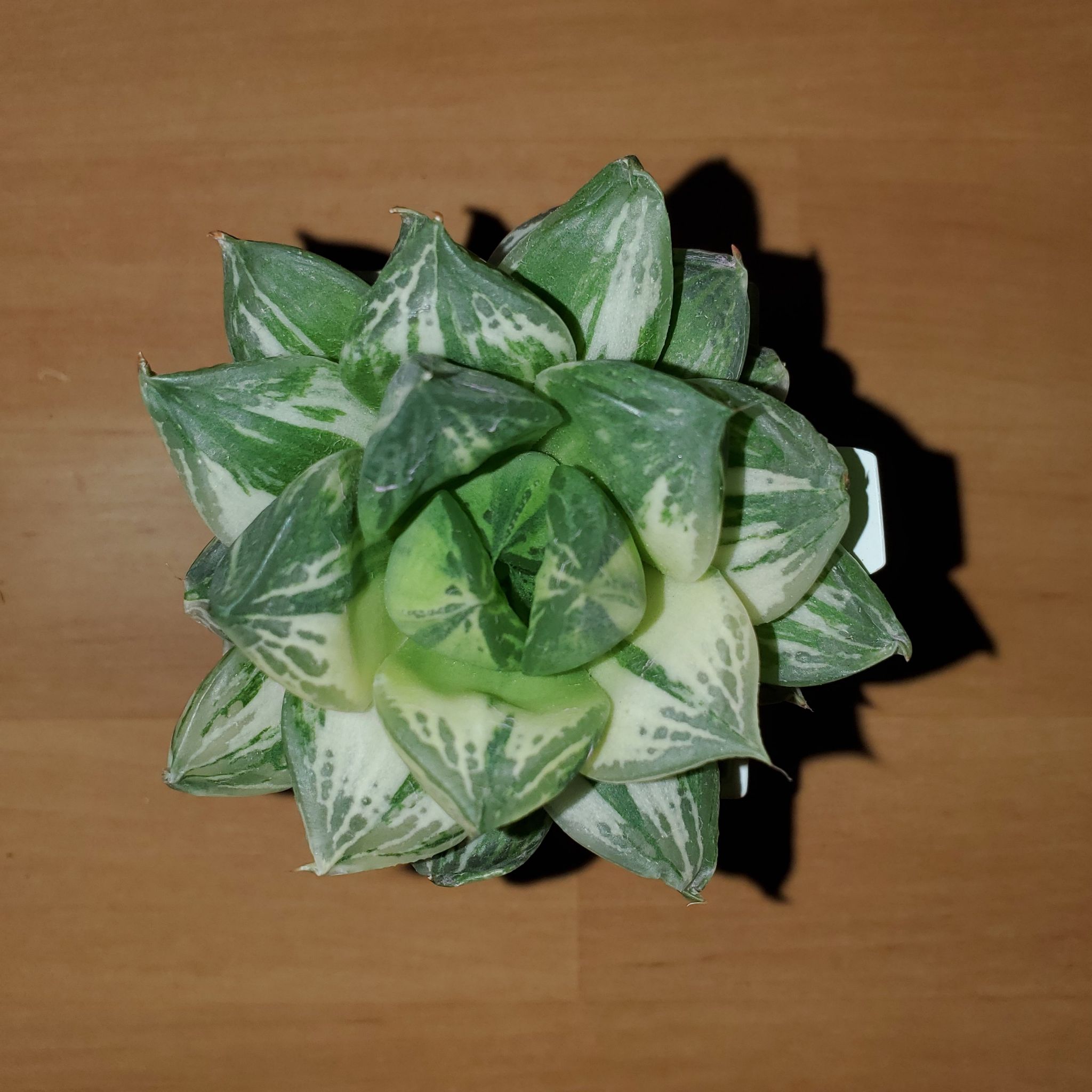 Photo of the plant species Haworthia cooperi var. obtusa by @tacklejackal named Lily on Greg, the plant care app