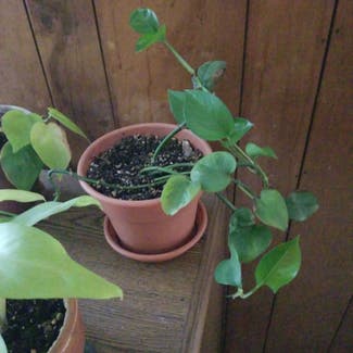Jade Pothos plant in Klamath Falls, Oregon