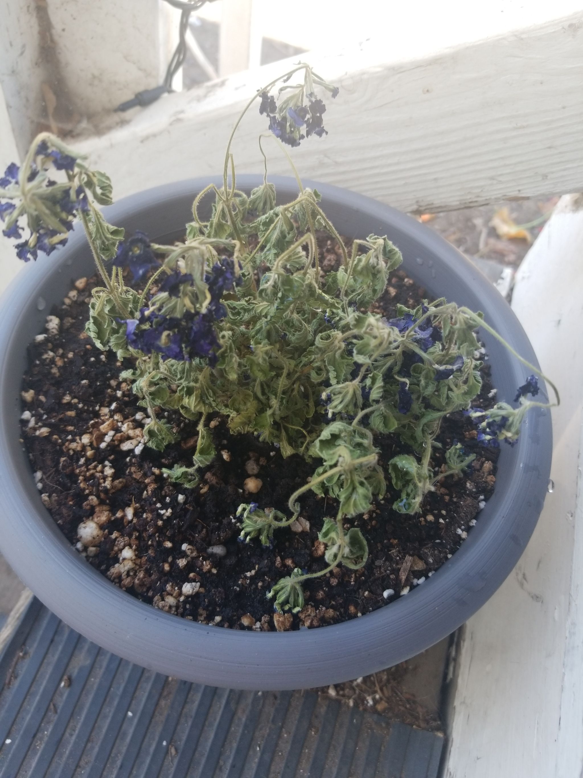 Best Climate for Homestead Purple Verbena Zones 7a11b ☀️