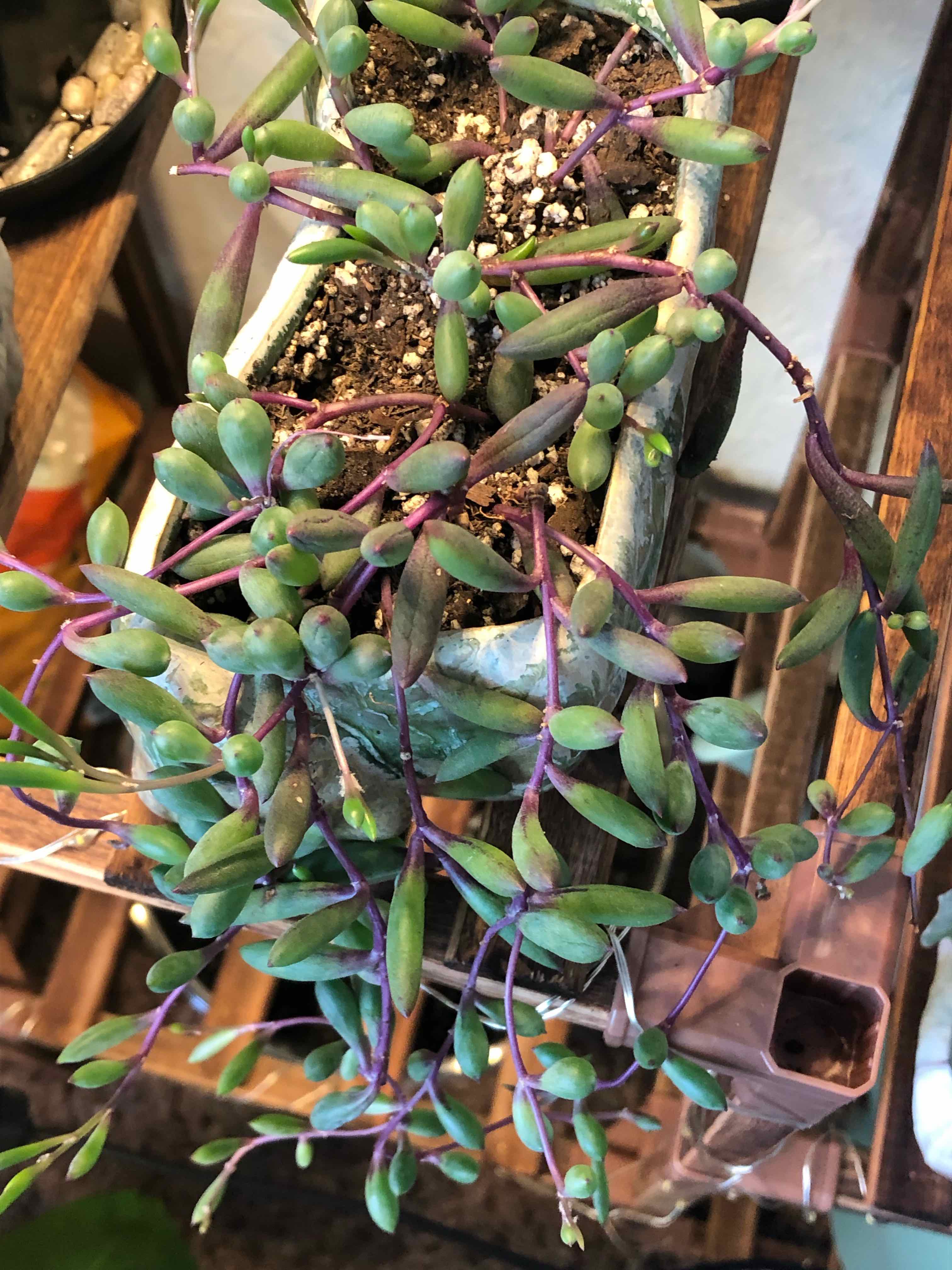 Ruby necklace plant with green leaves and purple stems in a pot with visible soil.
