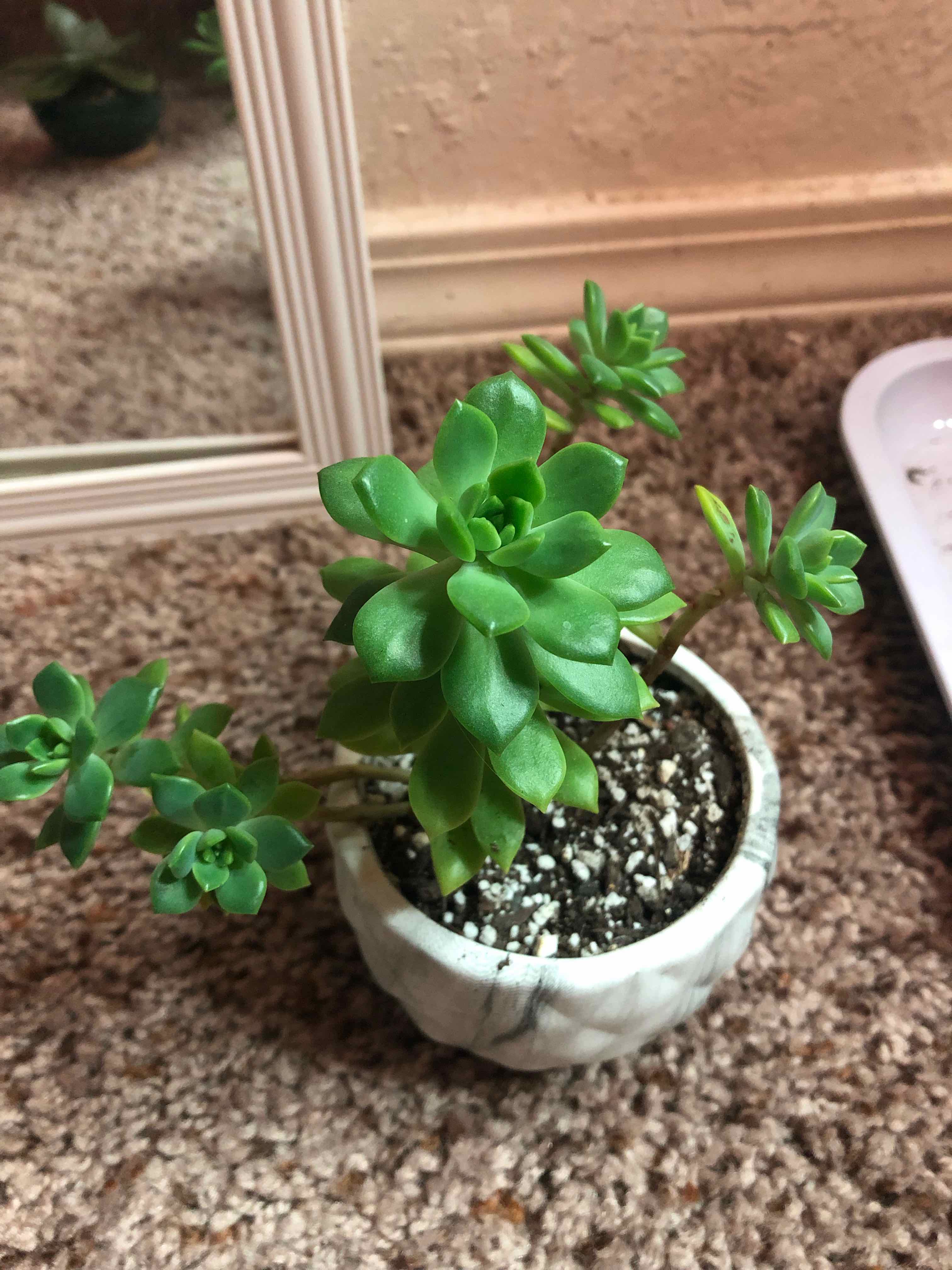 Sedeveria 'Letizia' plant in a small pot with visible soil, healthy green leaves.