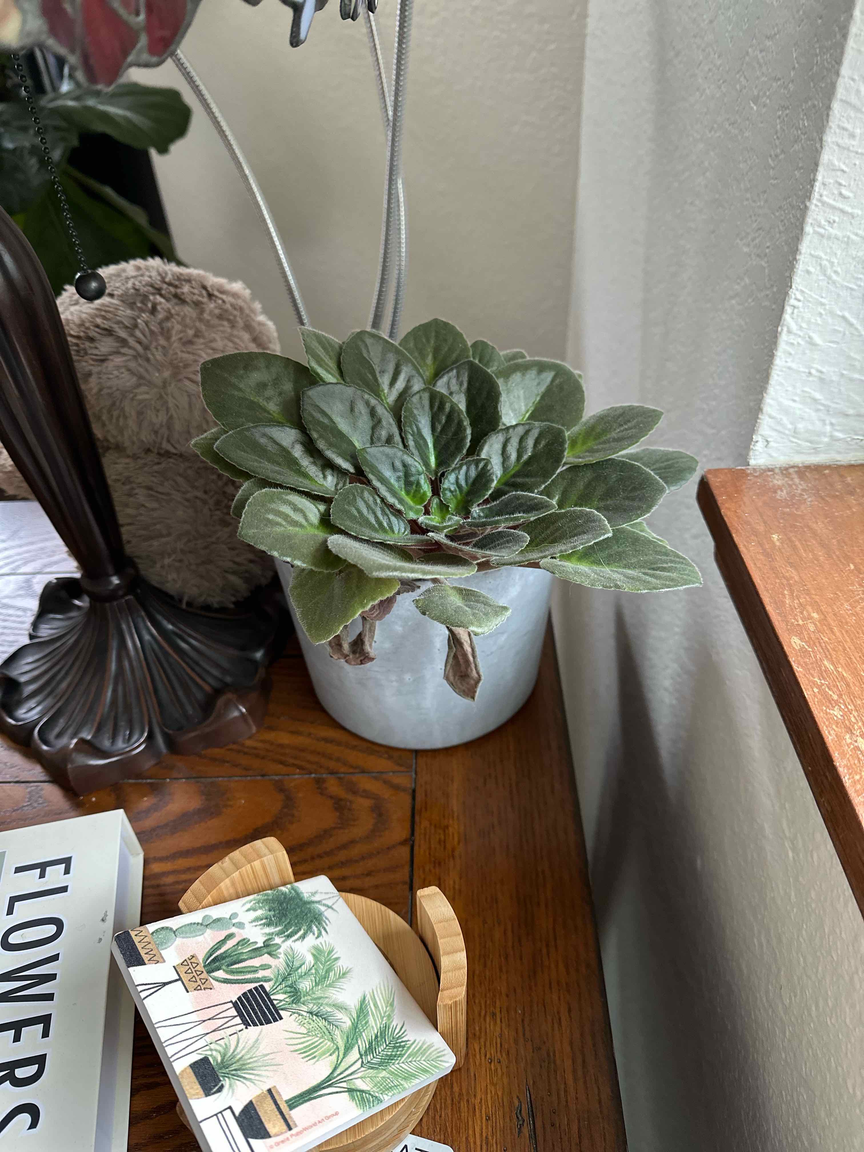 African Violet plant in a pot on a wooden surface with some browning leaves at the base.