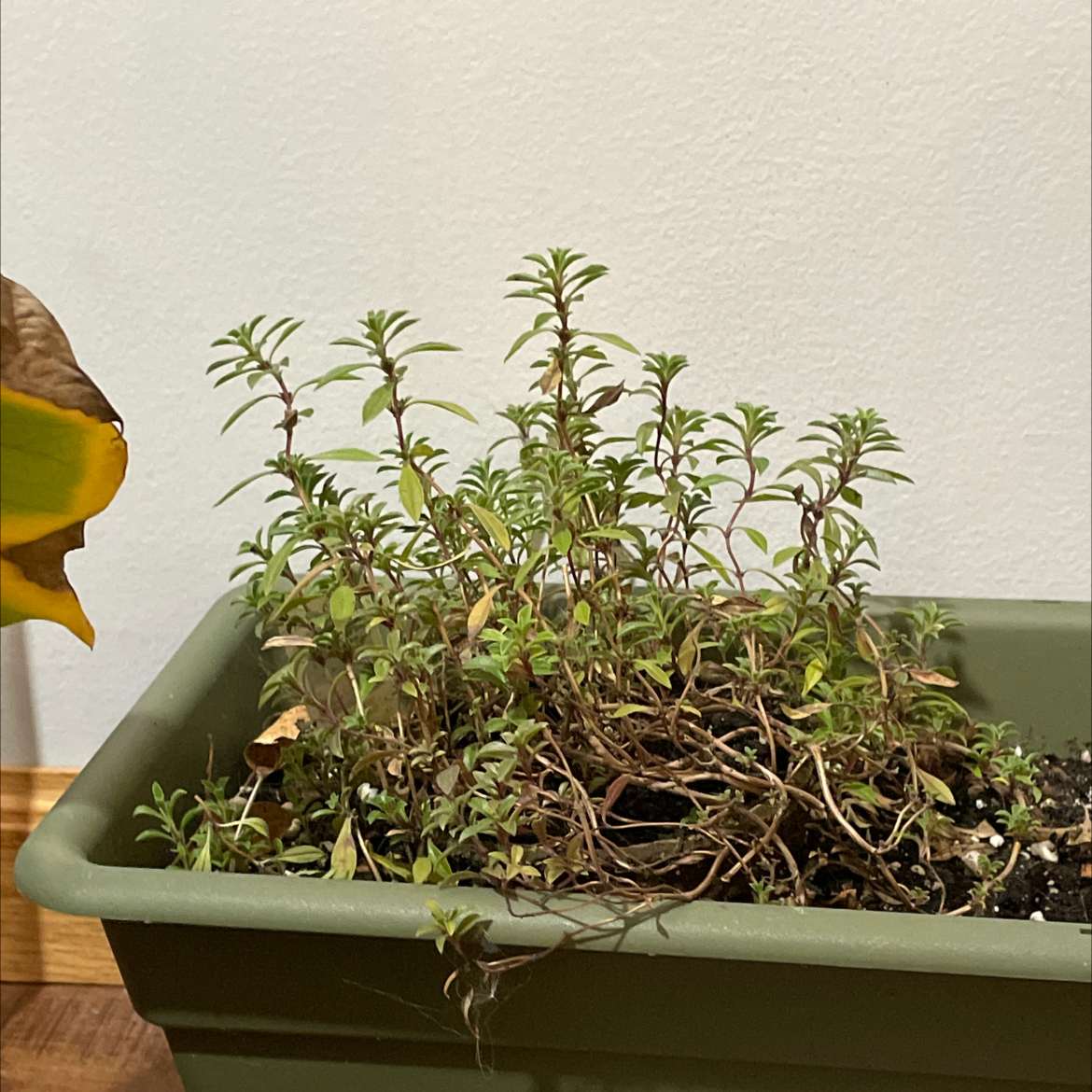 Healthy common thyme plant in green pot with human hand pointing to stem, showing upright stems and vibrant green leaves.