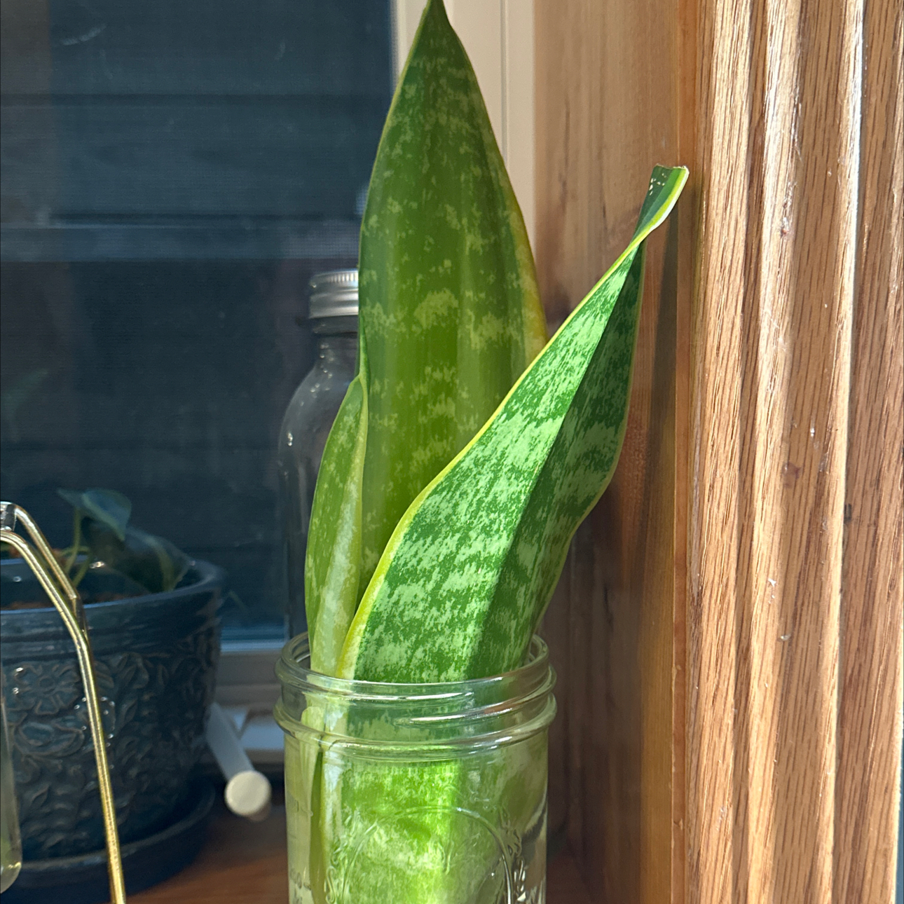 Snake Plant plant photo by @Cecesweetie named Suzie on Greg, the plant care app.