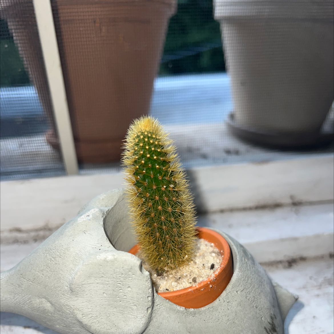 A healthy Golden Snakecactus in a small pot with sandy soil.