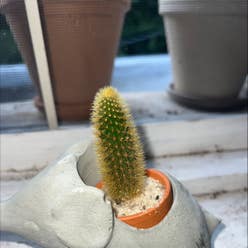 Golden Snakecactus plant