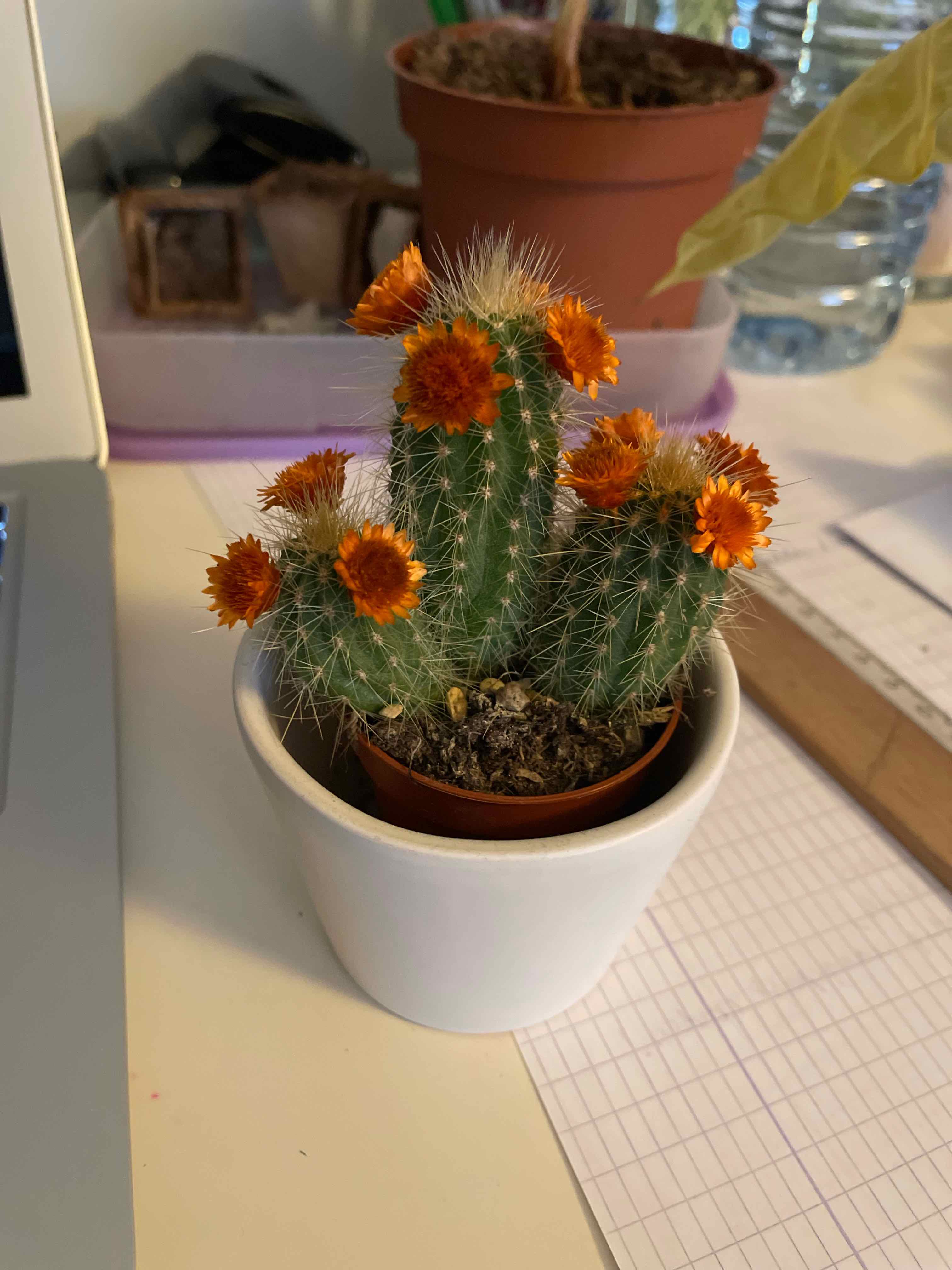 A healthy cactus with orange flowers in a white pot on a desk.
