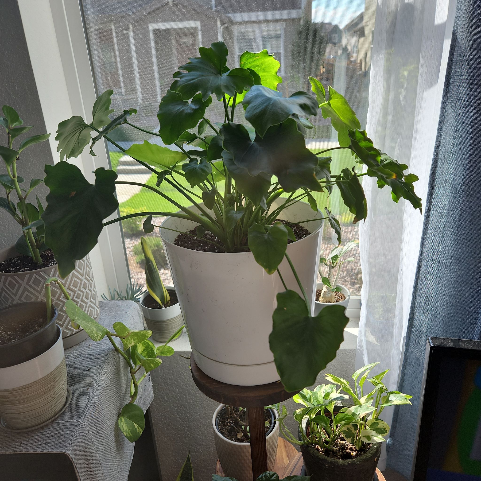 Pothos 'Shangri La' plant in a white pot near a window with vibrant green leaves.