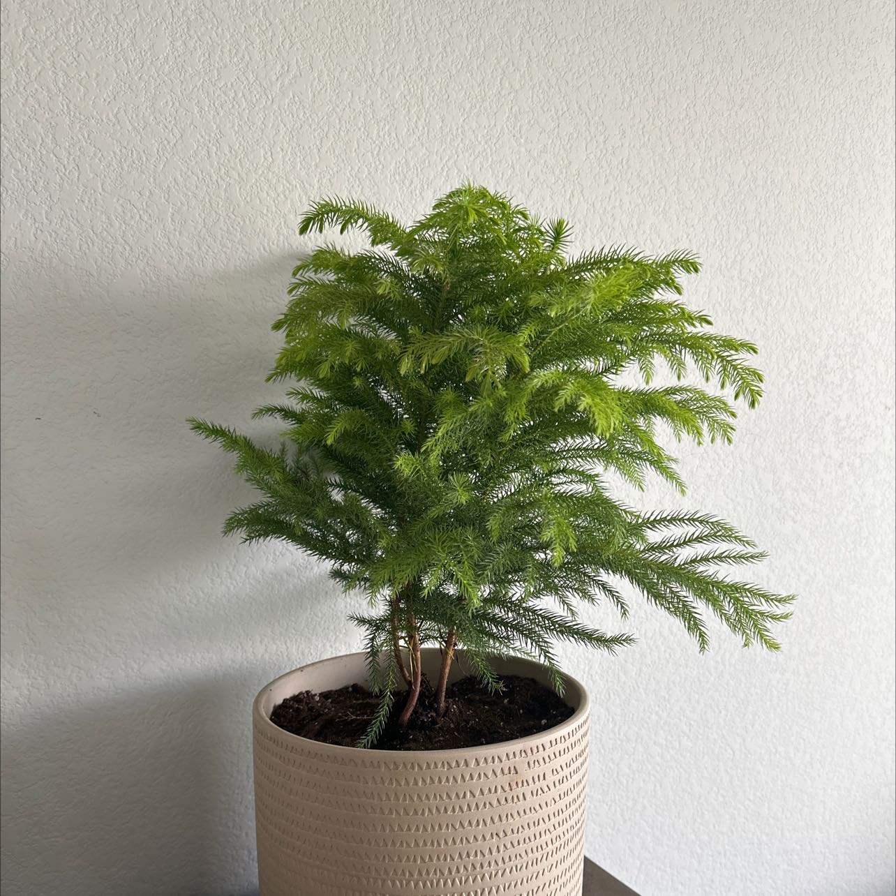 Photo of the plant species Norfolk Island Pine by @zgramos named Ted on Greg, the plant care app