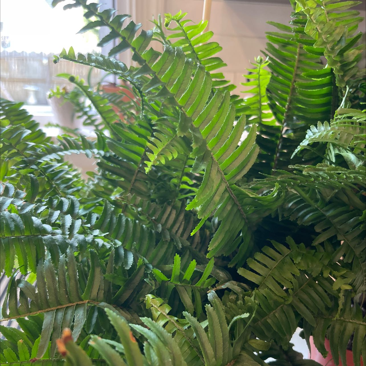 Healthy Erect Sword Fern with lush green fronds, potted indoors near a window with ample indirect light.