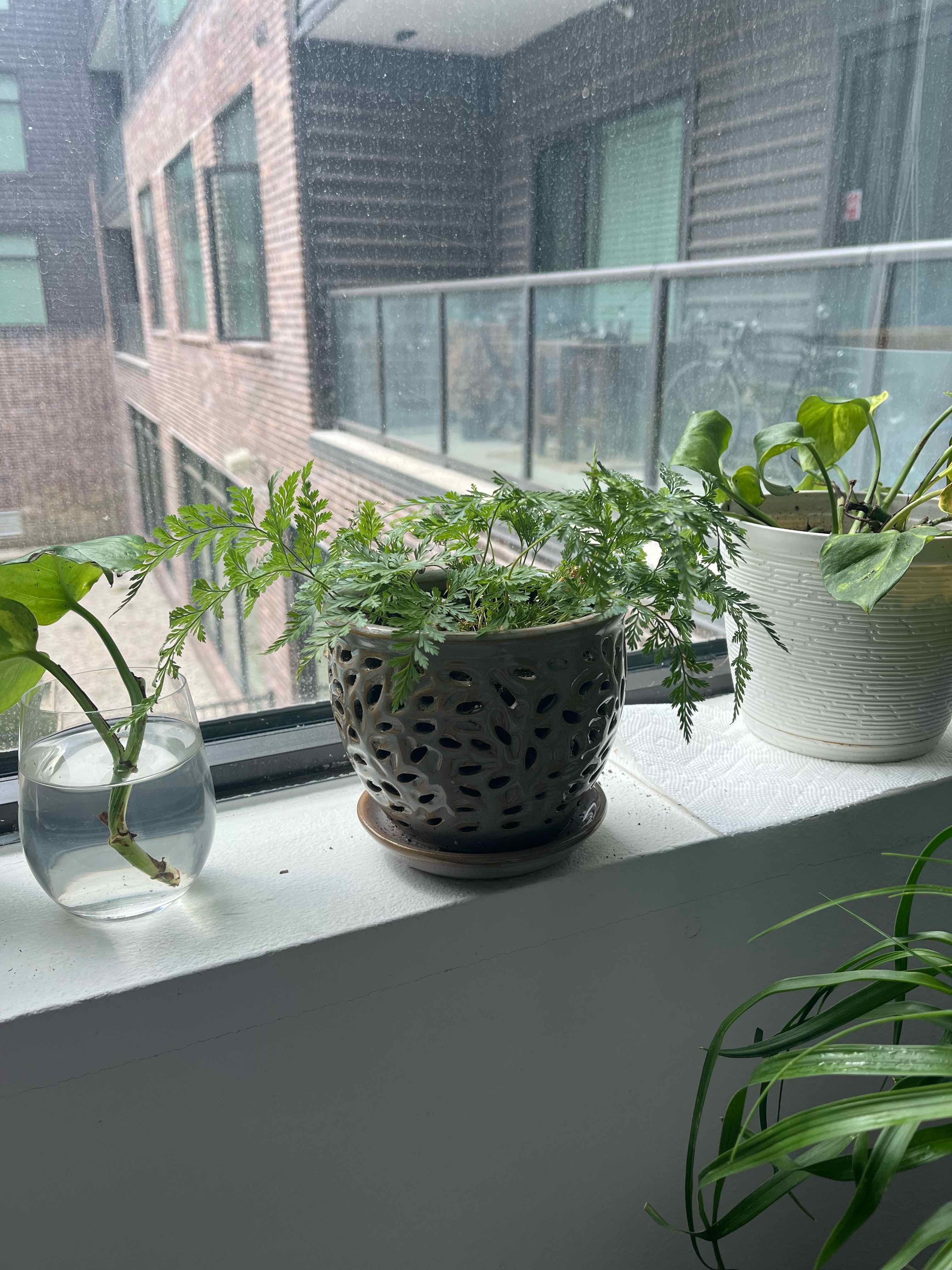 Plant care for Black Rabbit's Foot on Greg, the plant care app