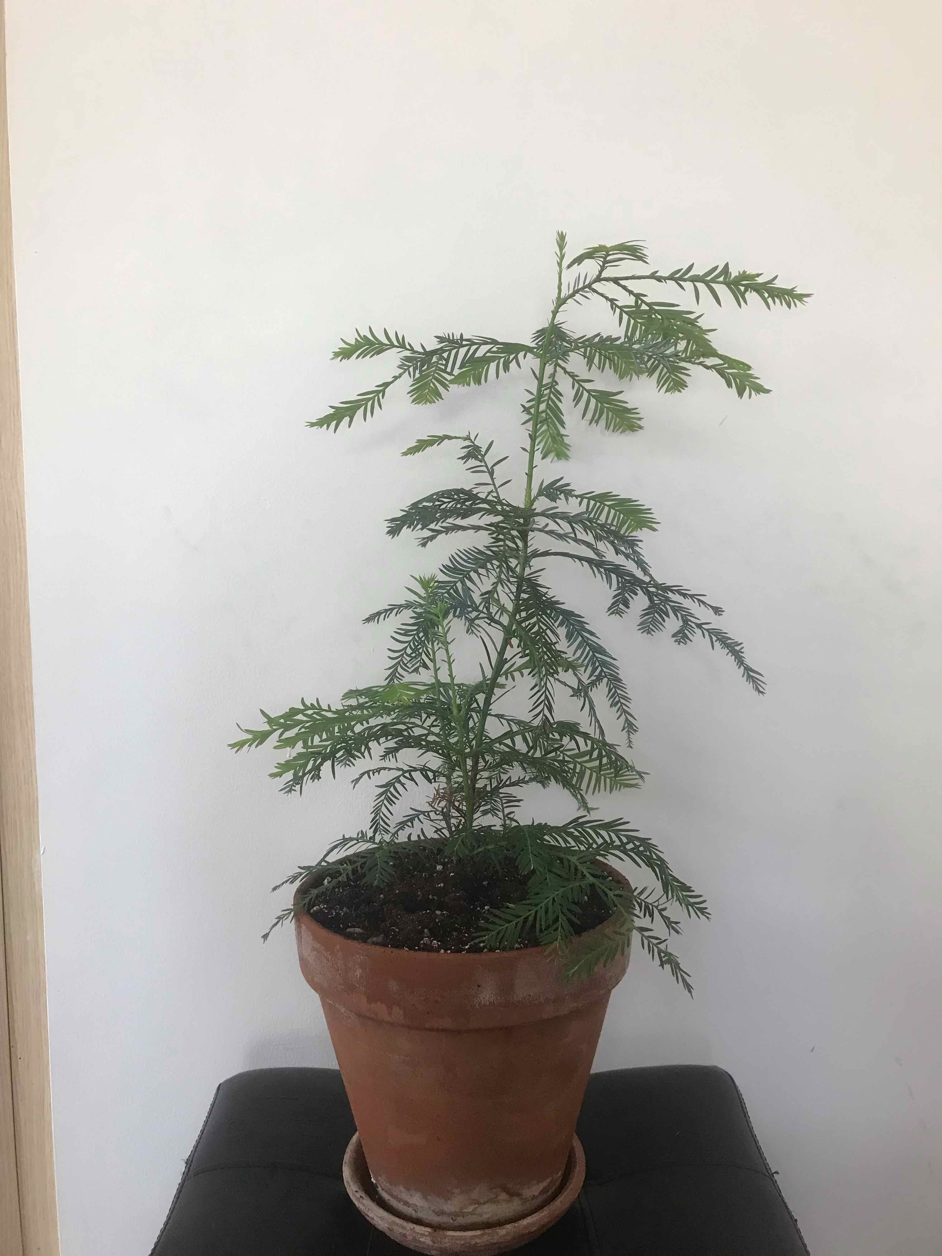 Young potted Giant Sequoia plant with needle-like leaves, healthy and well-framed.