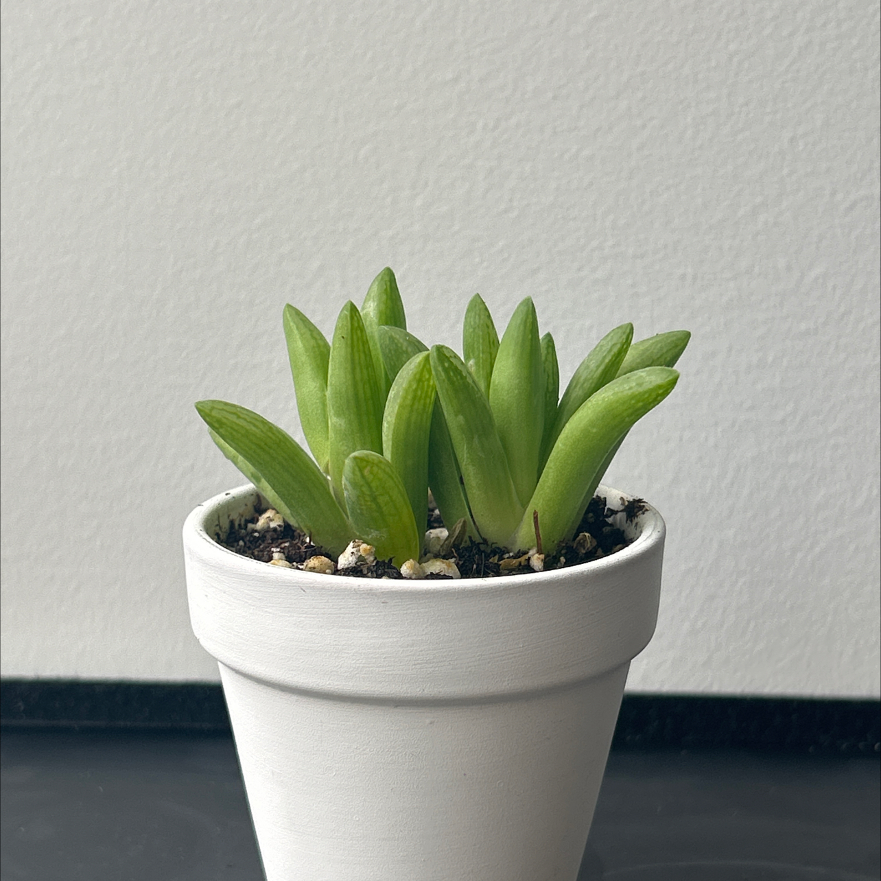 Photo of the plant species Windowpane Plant by @Liza named Osmo on Greg, the plant care app