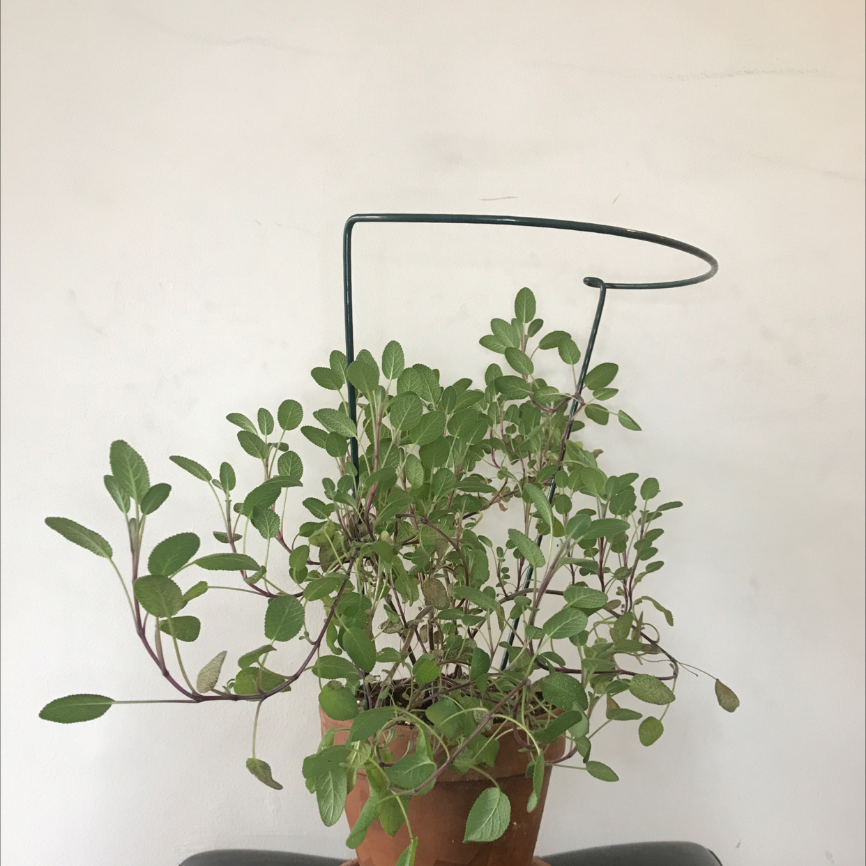 Potted Common Sage plant supported by a wire frame, appears healthy.