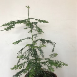 Giant Sequoia plant