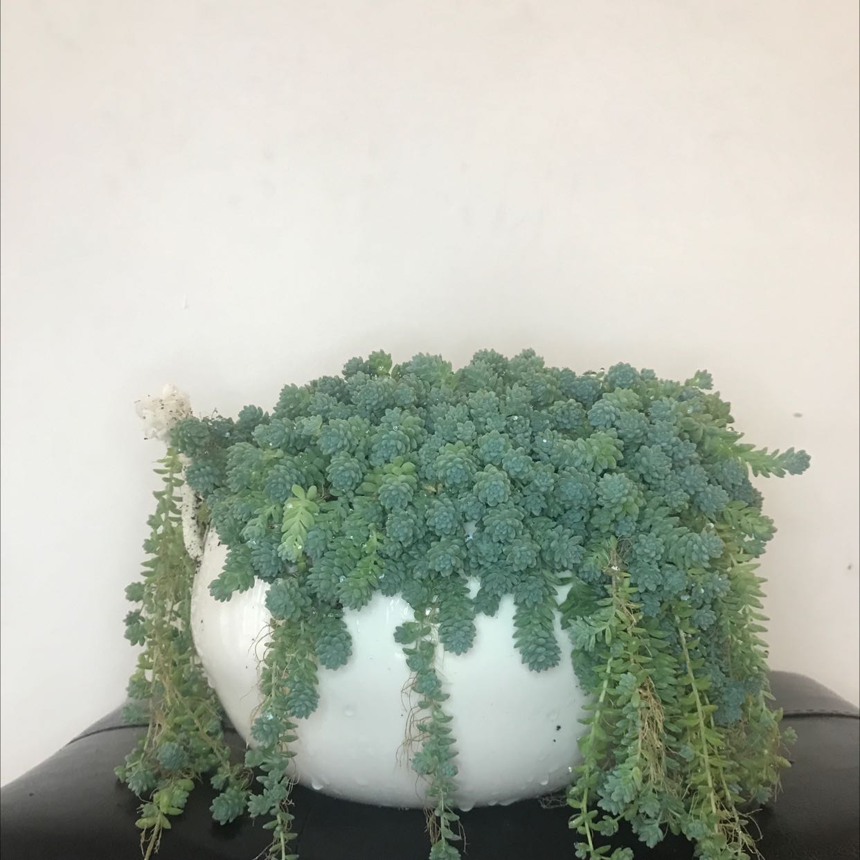 Corsican Stonecrop plant in a white pot with dense, green foliage cascading over the sides.