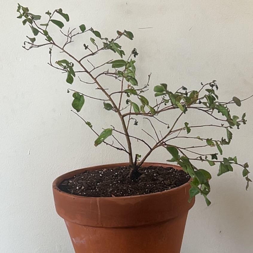 Healthy Cape Myrtle bonsai plant in a terracotta pot, with small green leaves on woody stems.
