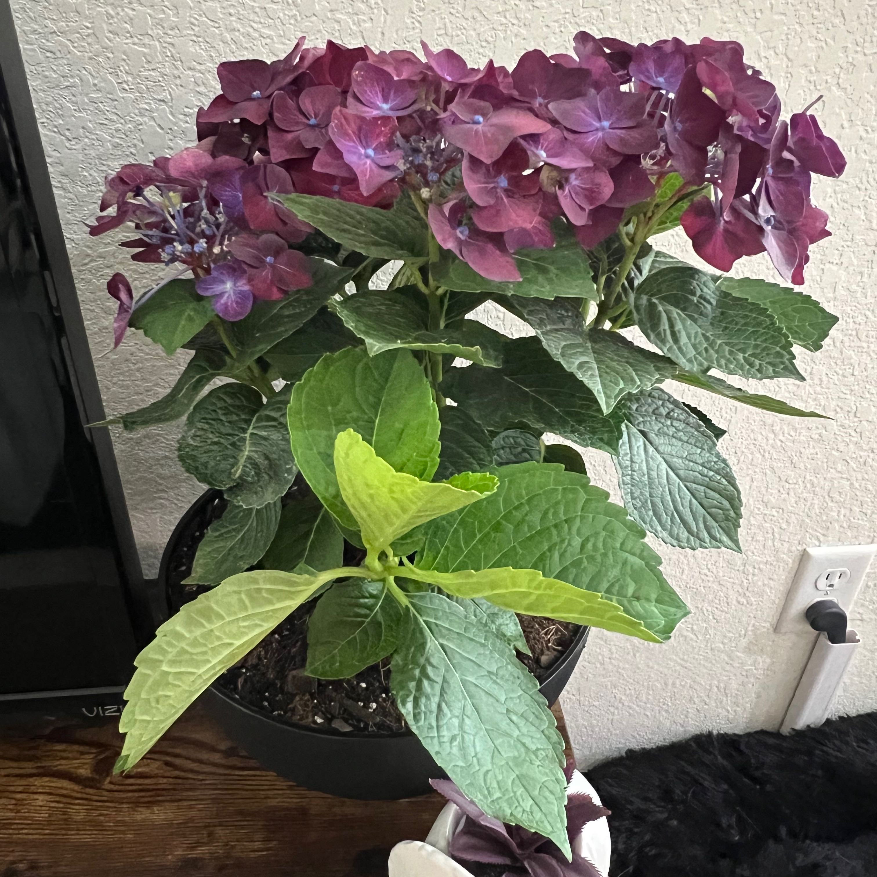 French Hydrangea with purple flowers and green leaves in a pot indoors.