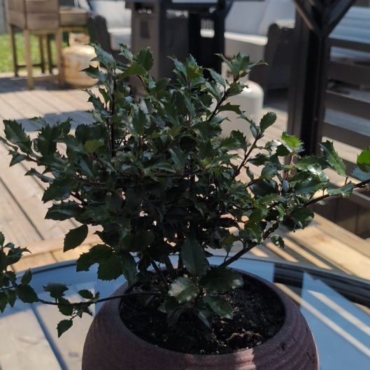 Plant care for American Holly 'Little S Glossy Belle' on Greg, the plant care app