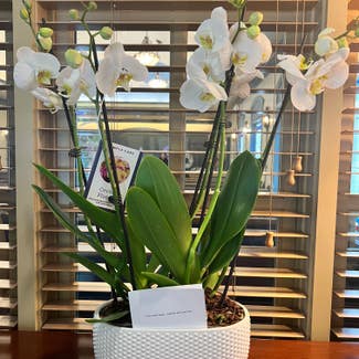 Phalaenopsis Orchid plant in Danville, California