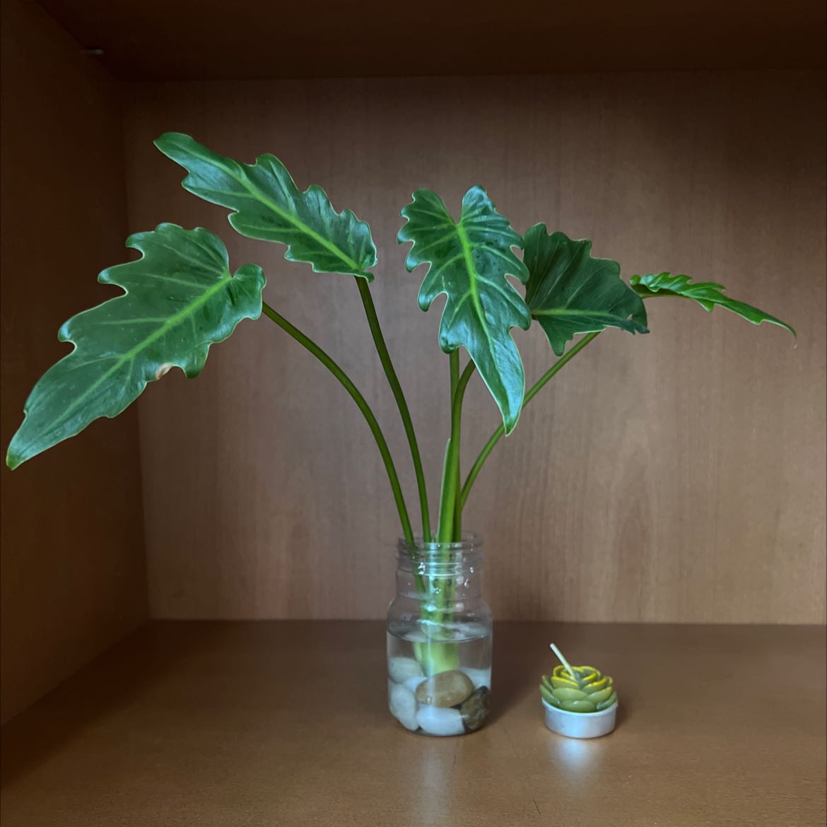 Photo of the plant species Philodendron Xanadu by @PsGarden named Baby bob on Greg, the plant care app