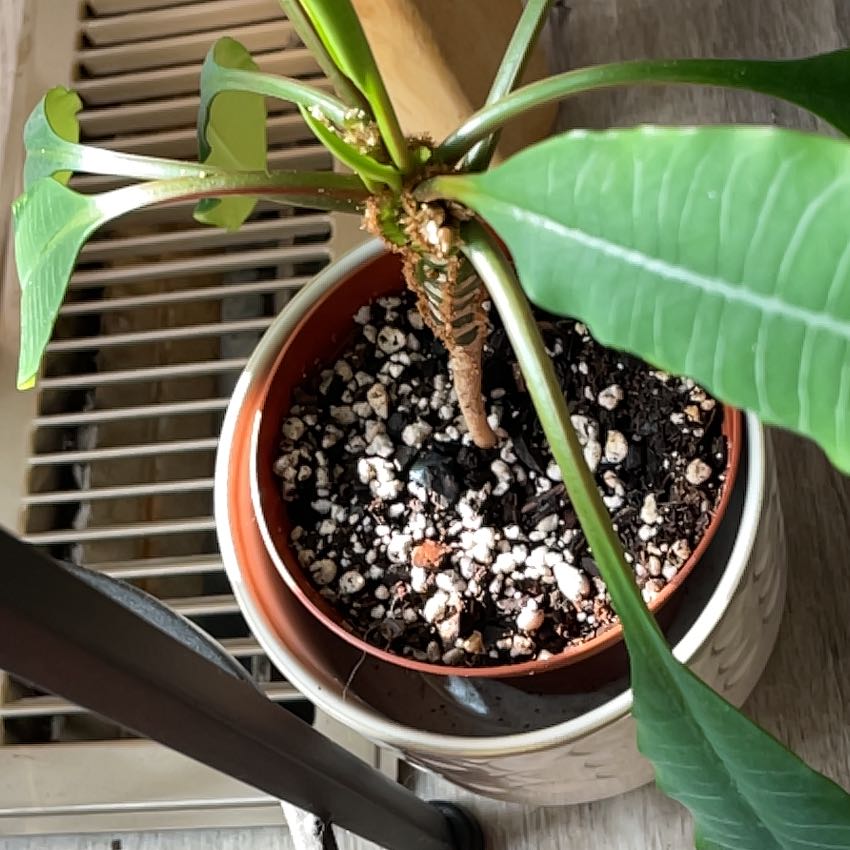 Potted Madagascar Jewel plant with elongated green leaves and visible soil.