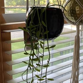 Photo of the plant species Dischidia bengalensis by @plantiful named Lala on Greg, the plant care app