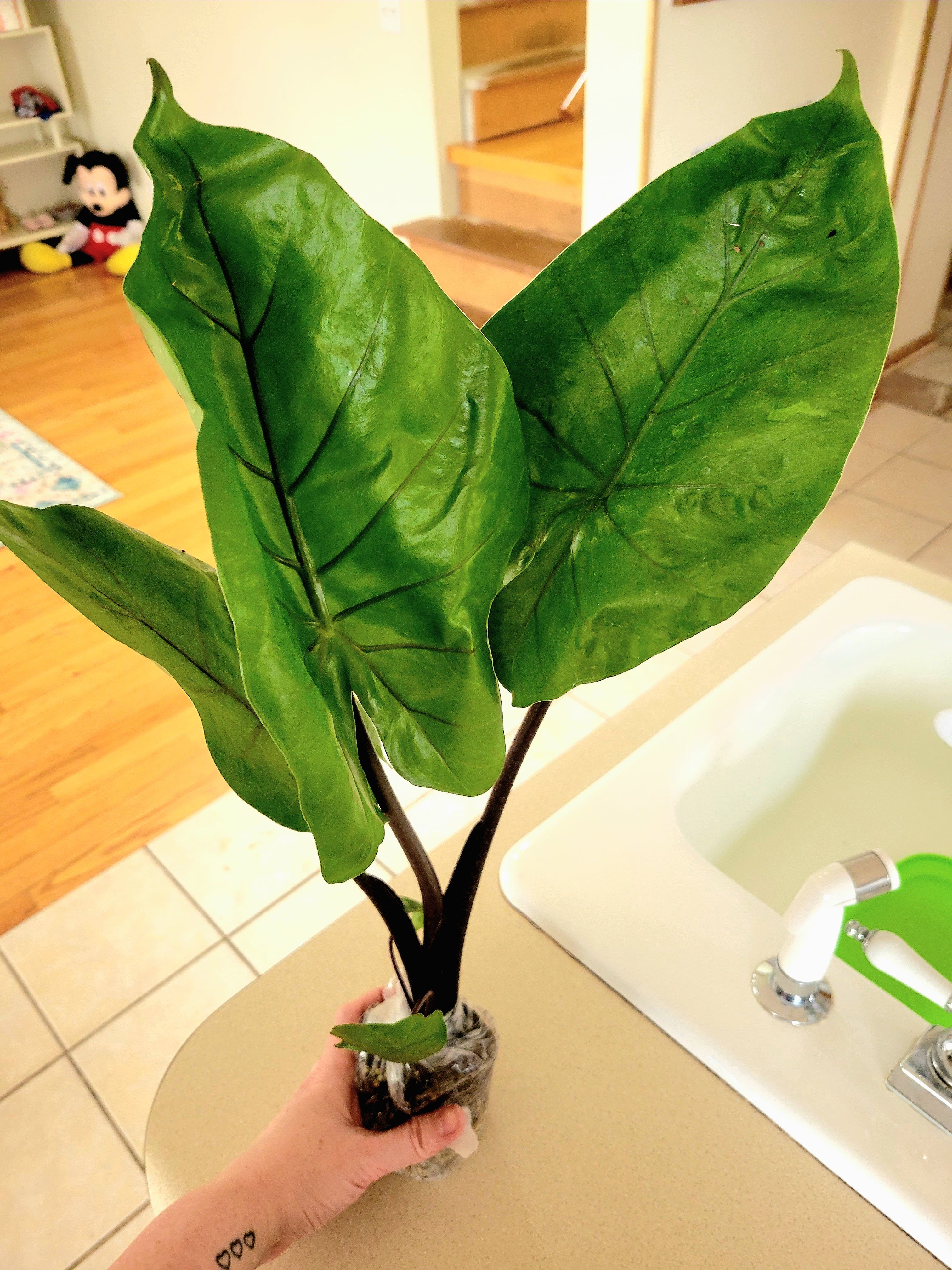 Dark Star Elephant Ear Care 101 Water, Light & Growing Tips