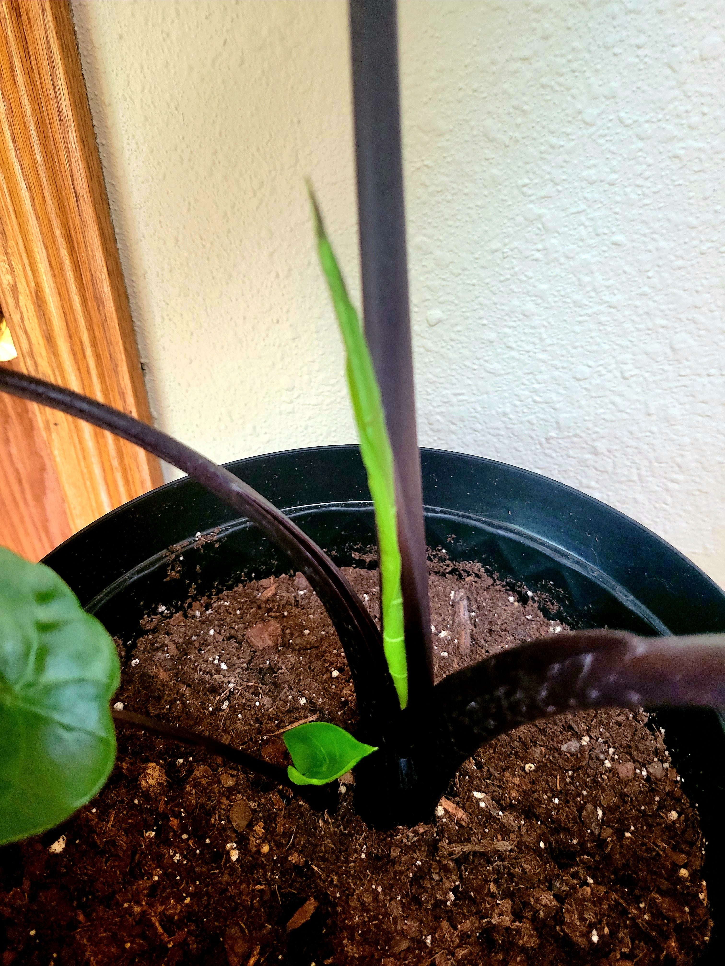 Dark Star Elephant Ear Care 101 Water, Light & Growing Tips