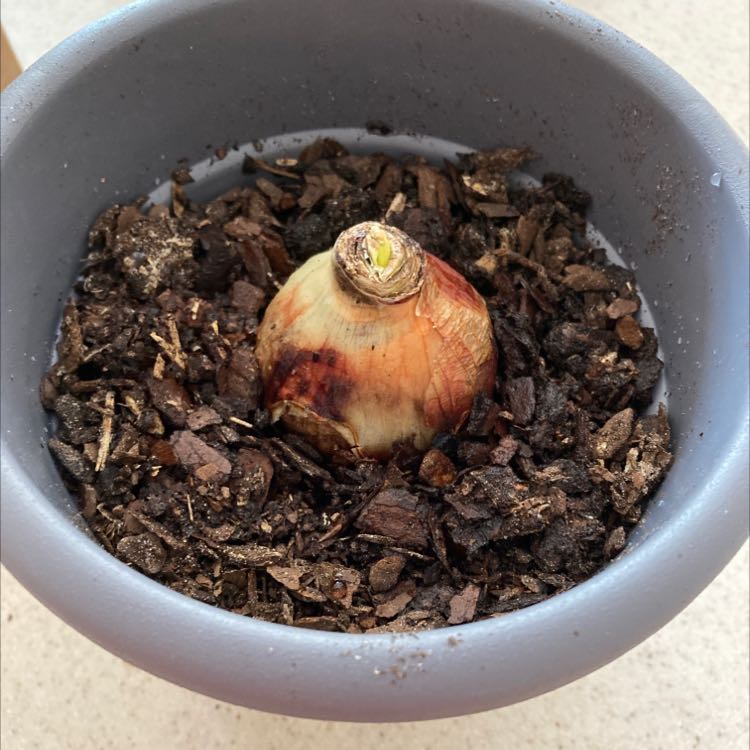 Potted bulb in soil with some browning, likely in early growth stage.