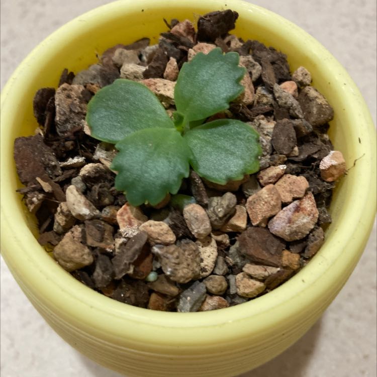 Close-up of a healthy Kalanchoe daigremontiana plant in a yellow pot, showing characteristic plantlets along leaf edges.