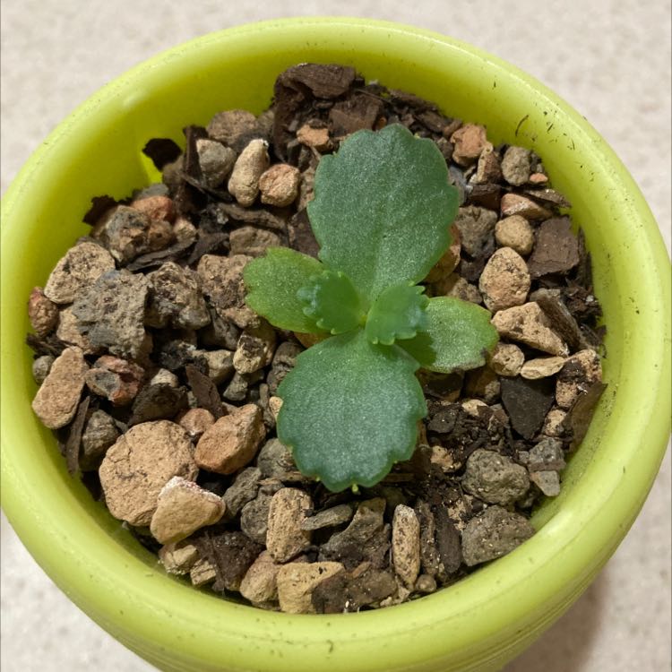 A healthy Mother of Thousands plant in a green pot, with fleshy leaves covered in small plantlets and one distinct blue-green leaf.