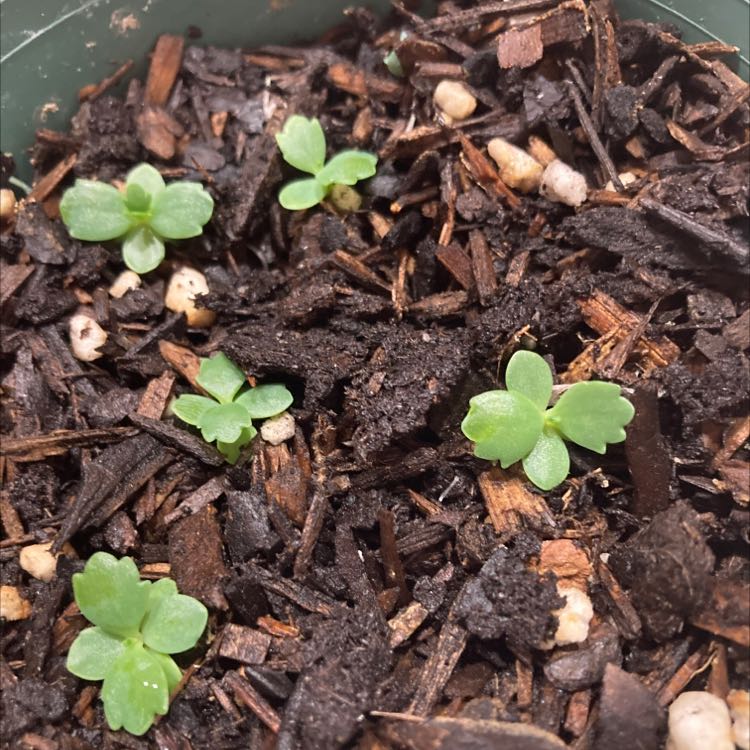 Close-up of a healthy Mother of Thousands plant with dark green leaves covered in small green plantlets along the leaf margins.