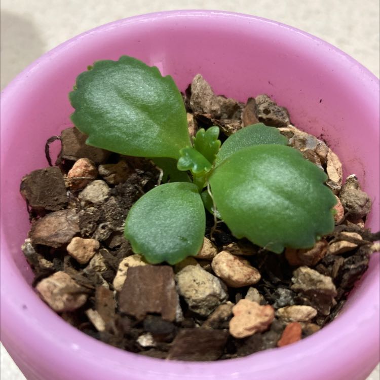 Healthy green Mother of Thousands succulent plant with small plantlets growing along leaf edges, in a pink pot.