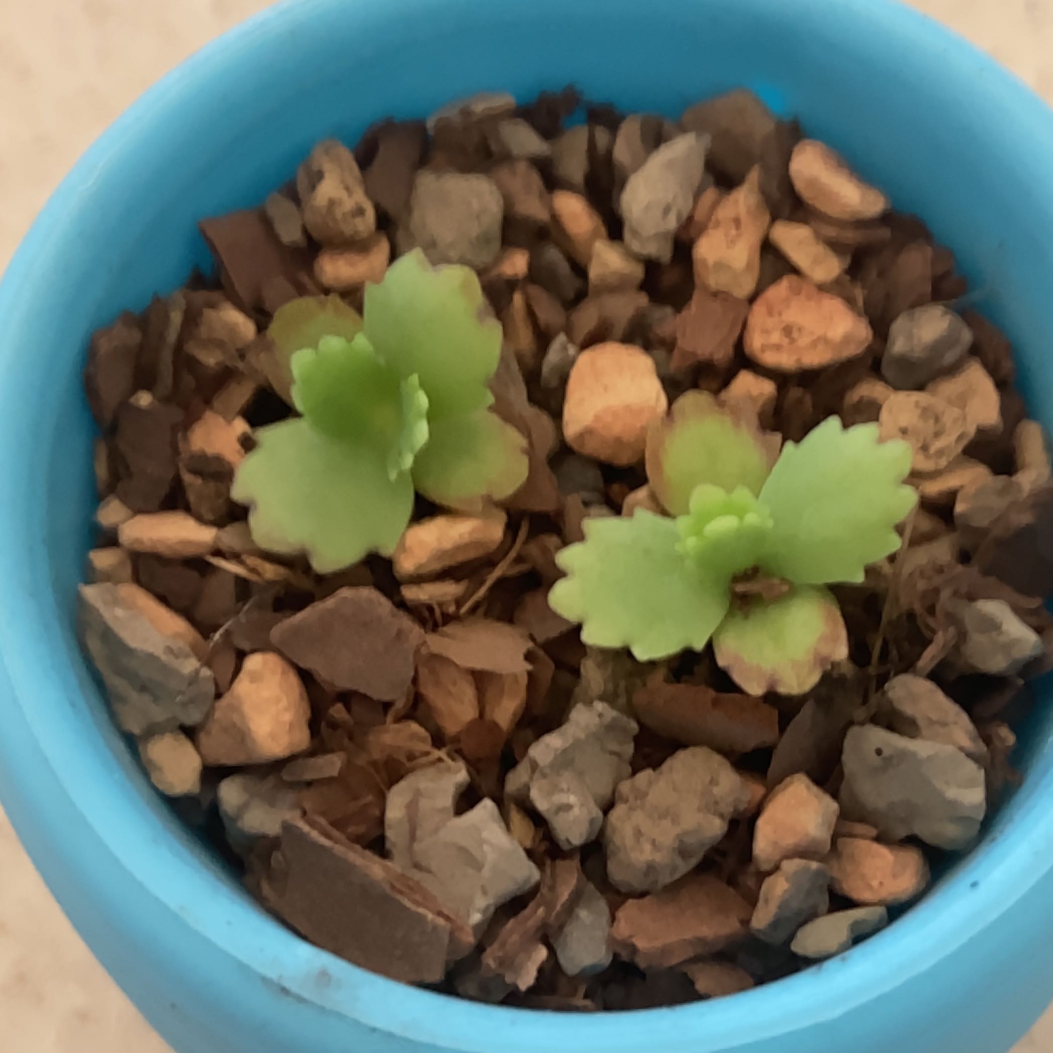 Mother of Thousands succulent plant in blue pot with stony soil, showing healthy green leaves with many small plantlets growing along leaf margins.