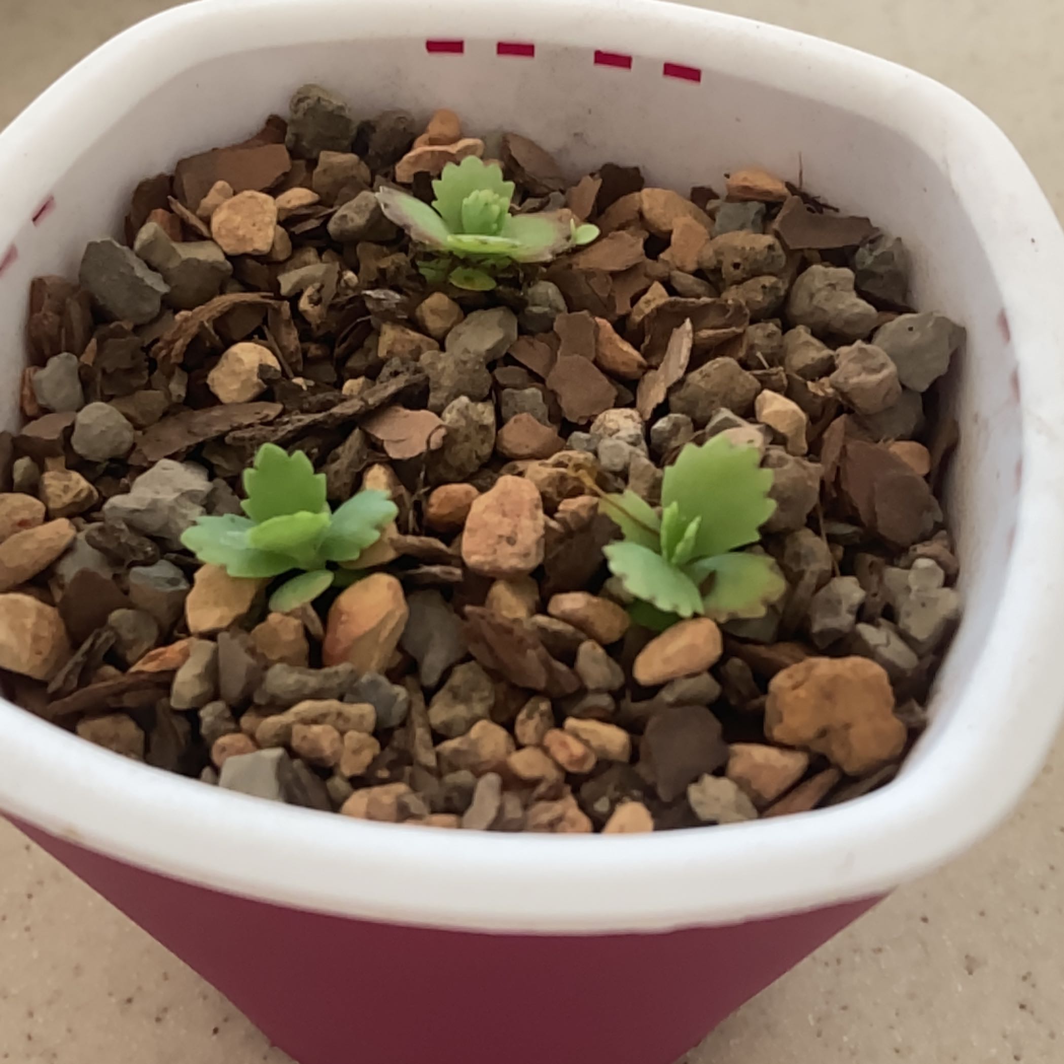 Close-up of a healthy Mother of Thousands succulent plant in a pink pot, with numerous plantlets growing along the leaf edges.