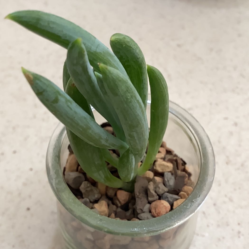 Narrow-Leaf Chalk Sticks plant in a glass container with pebbles.