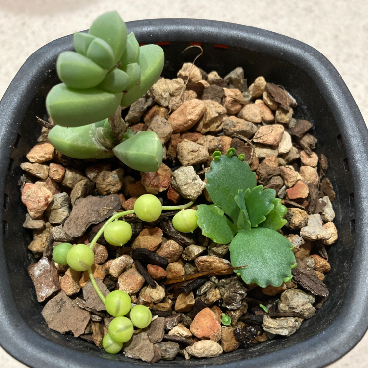 Potted String of Pearls and another succulent with visible soil and healthy green leaves.