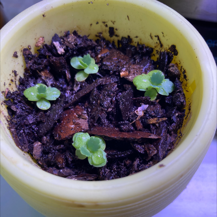 Close-up of a healthy Kalanchoe daigremontiana succulent plant with dark purple leaves and small green rosette offsets growing along leaf edges.
