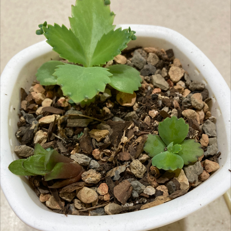 Healthy Mother of Thousands succulent plant in a white ceramic pot, with many small plantlets growing along the edges of its thick green leaves.