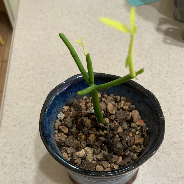 Pencil Cactus in a pot with rocky soil, showing new growth at the tips.