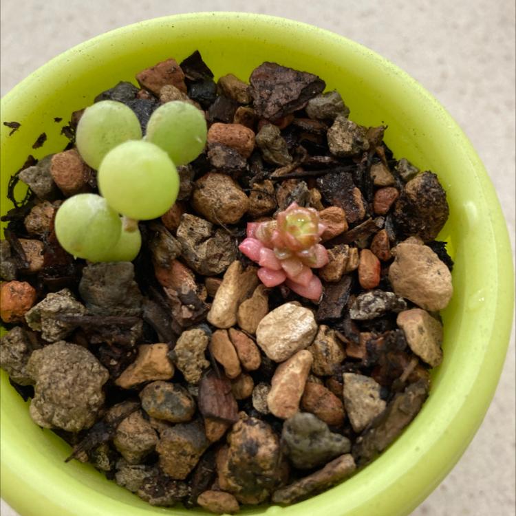 Potted String of Pearls plant with visible green pearls and pinkish growth.