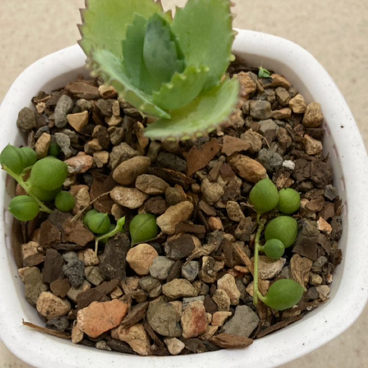 Close-up of a healthy Mother of Thousands plant in a white pot, with numerous small plantlets growing along the edges of its succulent leaves.