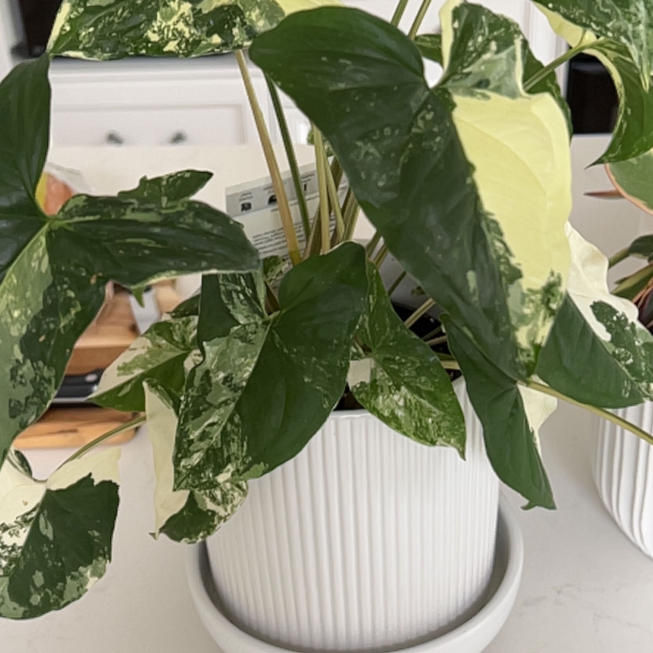 Photo of the plant species Fantasy Imperial White Arrowhead Plant by @SportJade named Madonna on Greg, the plant care app