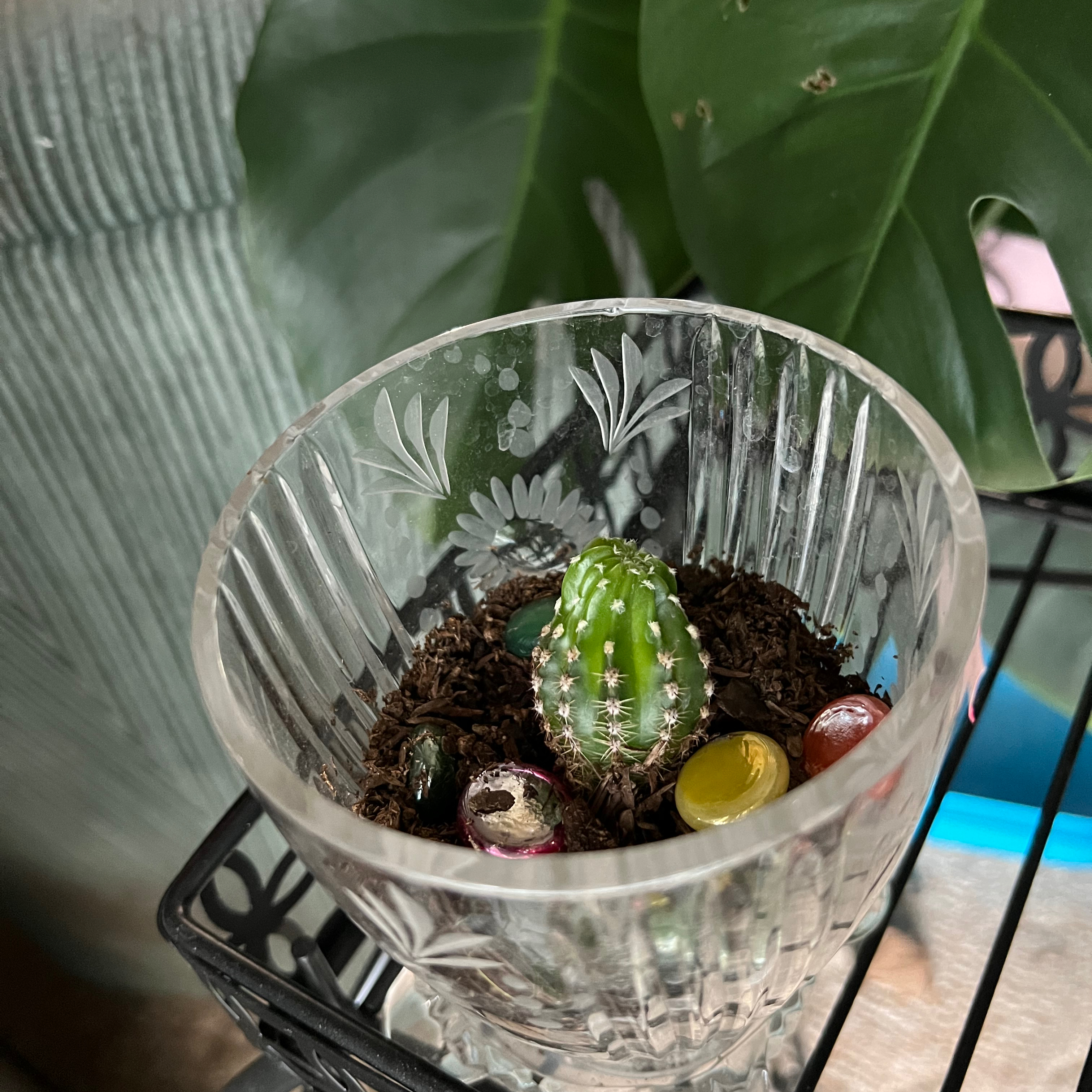 Small cactus in a decorative glass container with soil and colorful stones, larger plant in the background.